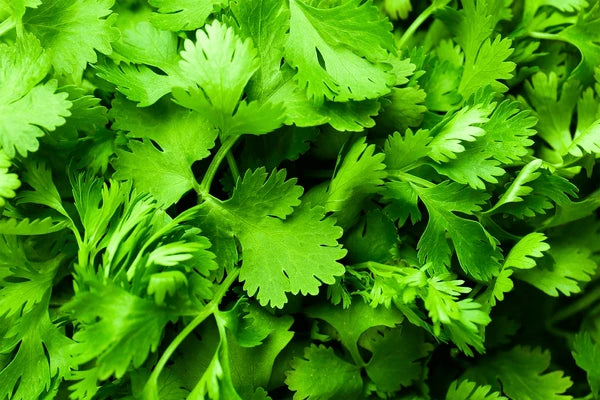 Cilantro (Coriander) Seeds